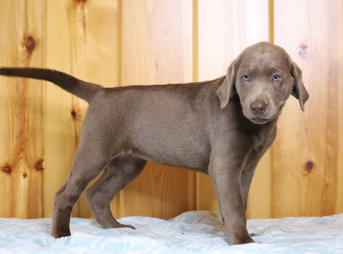 AKC Registered Silver Labrador Retriever For Sale Fredericksburg, OH Female- Daisy