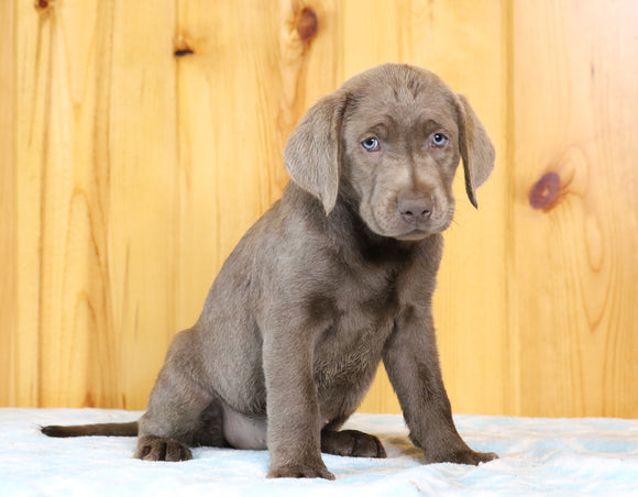 AKC Registered Silver Labrador Retriever For Sale Fredericksburg, OH Female- Petunia