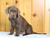 AKC Registered Silver Labrador Retriever For Sale Fredericksburg, OH Female- Petunia