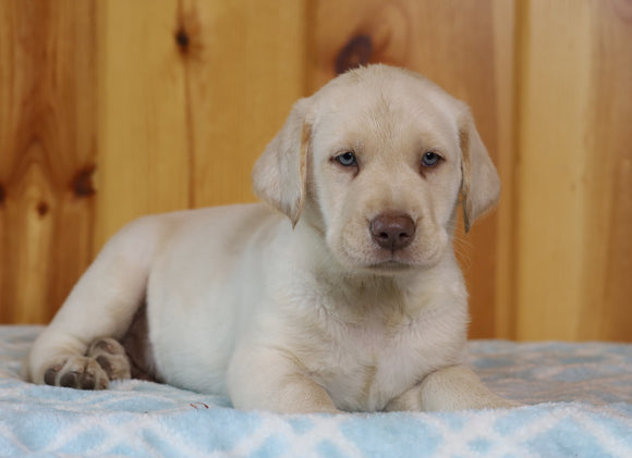 AKC Registered Labrador Retriever For Sale Fredericksburg, OH Male- Mischief