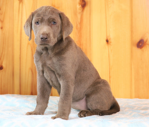 AKC Registered Silver Labrador Retriever For Sale Fredericksburg, OH Female- Lilac