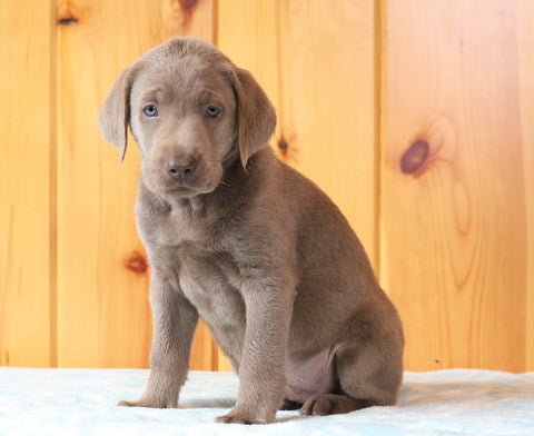 AKC Registered Silver Labrador Retriever For Sale Fredericksburg, OH Male- Rascal