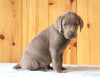 AKC Registered Silver Labrador Retriever For Sale Fredericksburg, OH Male- Rascal
