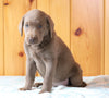 AKC Registered Silver Labrador Retriever For Sale Fredericksburg, OH Female- Cupcake