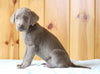 AKC Registered Silver Labrador Retriever For Sale Fredericksburg, OH Male- Cocoa