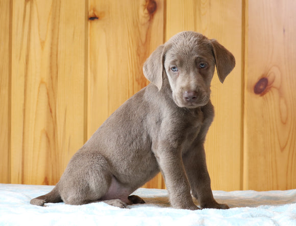 AKC Registered Silver Labrador Retriever For Sale Fredericksburg, OH Male- Cocoa