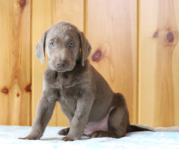 AKC Registered Silver Labrador Retriever For Sale Fredericksburg, OH Male- Rocky