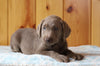 AKC Registered Silver Labrador Retriever For Sale Fredericksburg, OH Male- Rocky