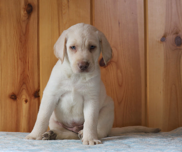 AKC Registered Labrador Retriever For Sale Fredericksburg, OH Male- Buddy
