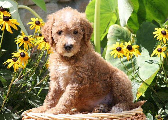 F1B Mini Goldendoodle For Sale Baltic, OH Female- Twinkle