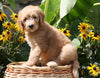 F1B Mini Goldendoodle For Sale Baltic, OH Female- Tootsie