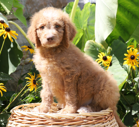 F1B Mini Goldendoodle For Sale Baltic, OH Male- Teddy
