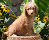 F1B Mini Goldendoodle For Sale Baltic, OH Male- Teddy