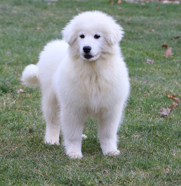 Samoyed Puppy For Sale Fredericksburg, OH Male- Quilo