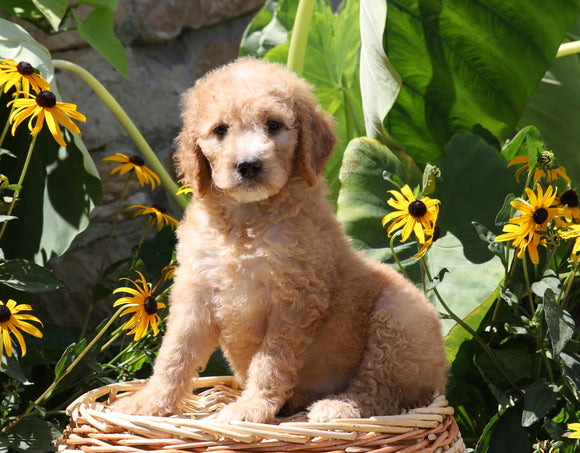 F1B Mini Goldendoodle For Sale Baltic, OH Female- Dixie