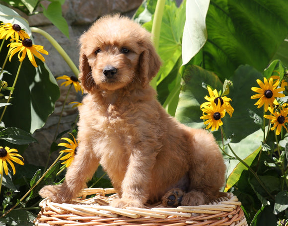 F1B Mini Goldendoodle For Sale Baltic, OH Male- Tucker