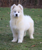 Samoyed Puppy For Sale Fredericksburg, OH Male- Dakota