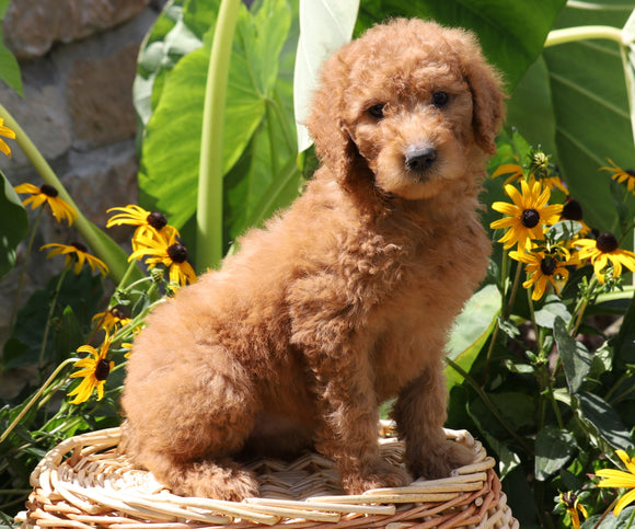 F1B Mini Goldendoodle For Sale Baltic, OH Female- Kenzi