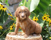 F1B Mini Goldendoodle For Sale Baltic, OH Female- Daisy