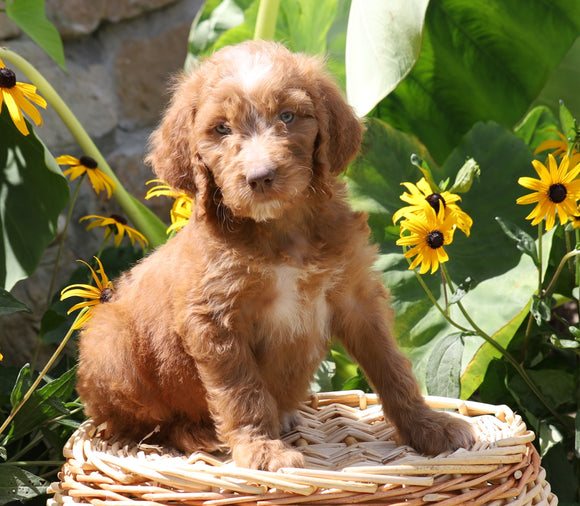 F1B Mini Goldendoodle For Sale Baltic, OH Female- Daisy