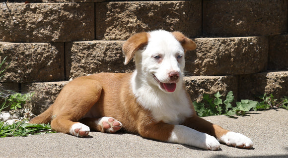 Australian Shepherd Mix For Sale Sugarcreek, OH Female- Patsy