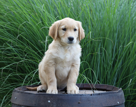 AKC Registered Golden Retriever For Sale Holmesville, OH Male- Boaz