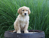 AKC Registered Golden Retriever For Sale Holmesville, OH Male- Boaz