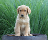 AKC Registered Golden Retriever For Sale Holmesville, OH Male- Blake