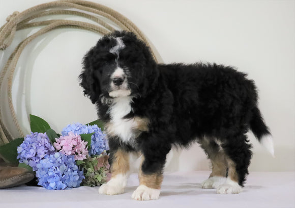 Standard Bernedoodle For Sale Sugarcreek, OH Female- Dori