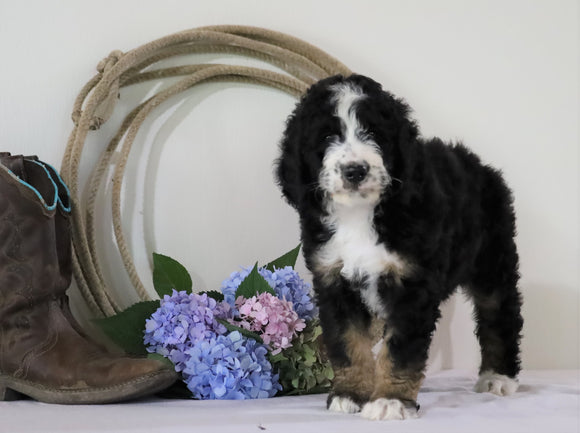 Standard Bernedoodle For Sale Sugarcreek, OH Female- Callie