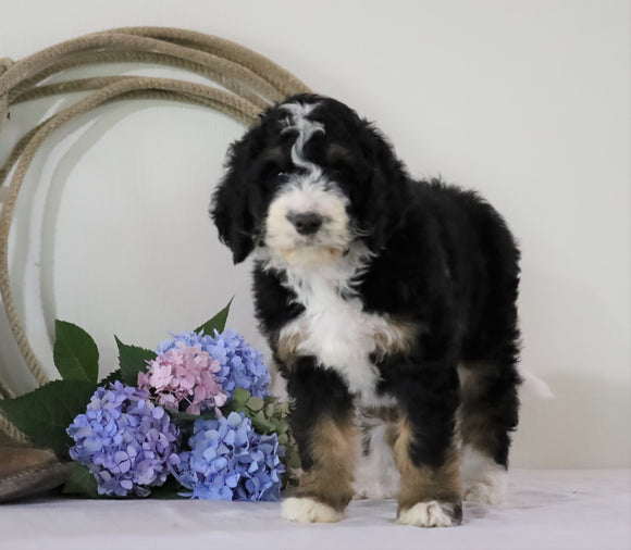 Standard Bernedoodle For Sale Sugarcreek, OH Female- Chloe