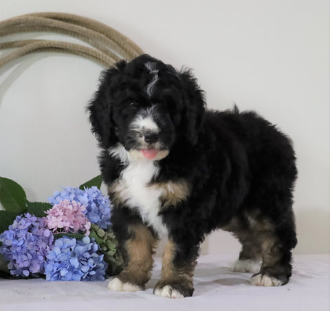 Standard Bernedoodle For Sale Sugarcreek, OH Male- Chief