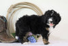 Standard Bernedoodle For Sale Sugarcreek, OH Male- Chief