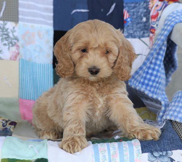 Cockapoo For Sale Sugarcreek, OH Male- Douglas