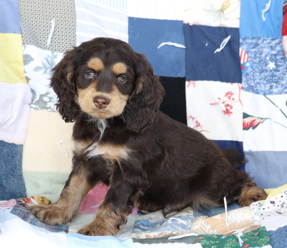 Cockapoo For Sale Sugarcreek, OH Male- Cole