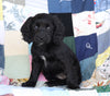 Cockapoo For Sale Sugarcreek, OH Female- Lacey