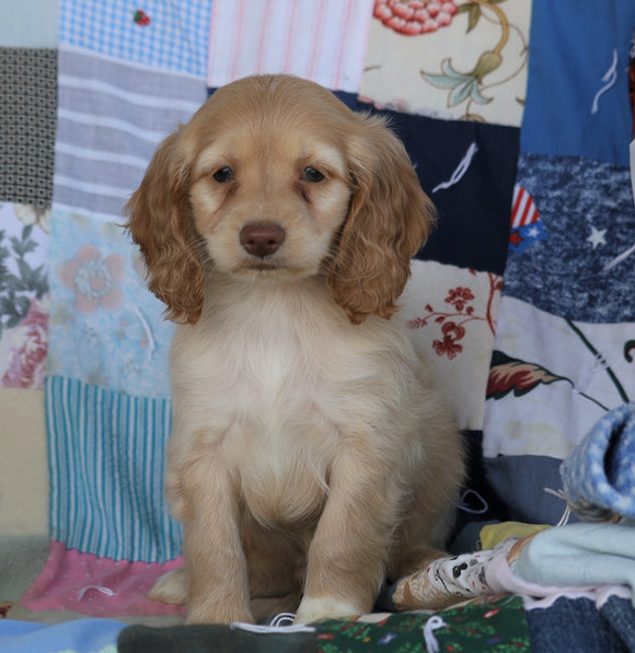 Cockapoo For Sale Sugarcreek, OH Male- Carson