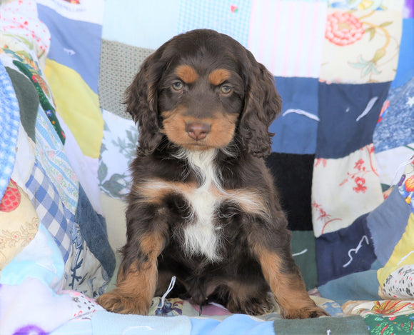 Cockapoo For Sale Sugarcreek, OH Male- Harley