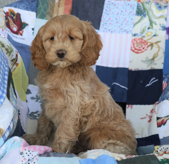 Cockapoo For Sale Sugarcreek, OH Female- Goldie