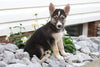 German Shepherd/ Siberian Husky Mix For Sale Millersburg, OH Male- Denver