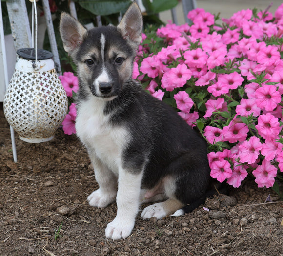 German Shepherd/ Siberian Husky Mix For Sale Millersburg, OH Male- Ruger