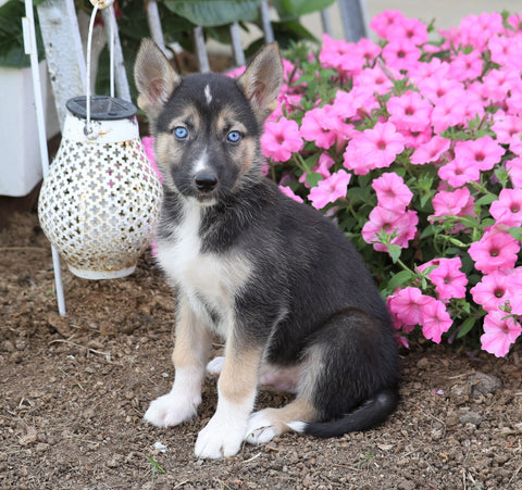 German Shepherd/ Siberian Husky Mix For Sale Millersburg, OH Male- Clyde