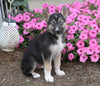 German Shepherd/ Siberian Husky Mix For Sale Millersburg, OH Male- Clyde