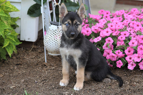 German Shepherd/ Siberian Husky Mix For Sale Millersburg, OH Female- Isabelle