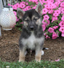 German Shepherd/ Siberian Husky Mix For Sale Millersburg, OH Male- Rover