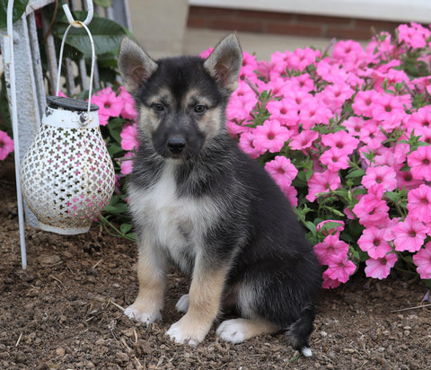 German Shepherd/ Siberian Husky Mix For Sale Millersburg, OH Male- Rover