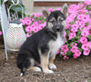 German Shepherd/ Siberian Husky Mix For Sale Millersburg, OH Male- Rover