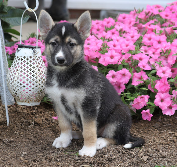 German Shepherd/ Siberian Husky Mix For Sale Millersburg, OH Female- Talia