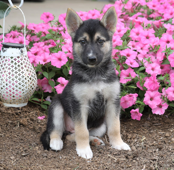 German Shepherd/ Siberian Husky Mix For Sale Millersburg, OH Female- Heidi