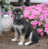 German Shepherd/ Siberian Husky Mix For Sale Millersburg, OH Female- Heidi